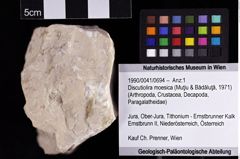 Foto (Objket + Etiketten) von Discutiolira moesica (Muţiu & Bădăluţă, 1971) 